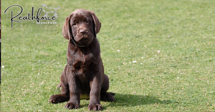 Reathforce Labrador